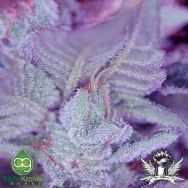 AlphaKronik Genes Seeds Gobbstopper